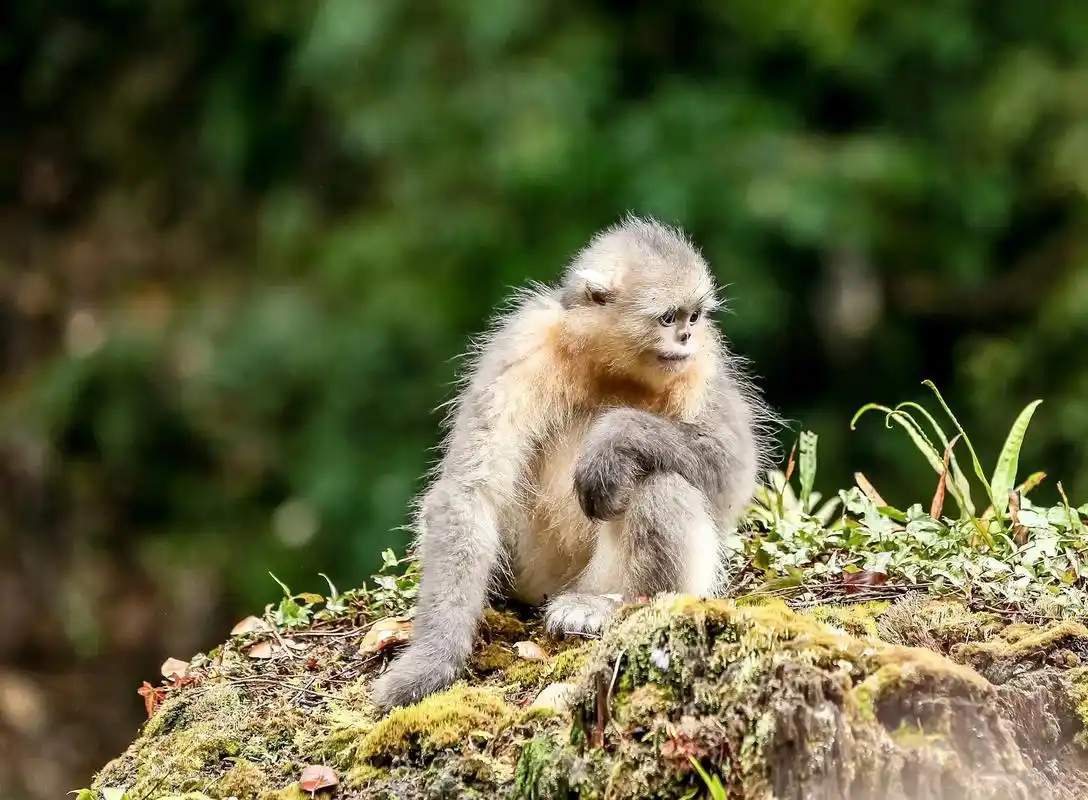 金丝猴 #摄影师日常 #爱护大自然保护野生动物 - 抖音