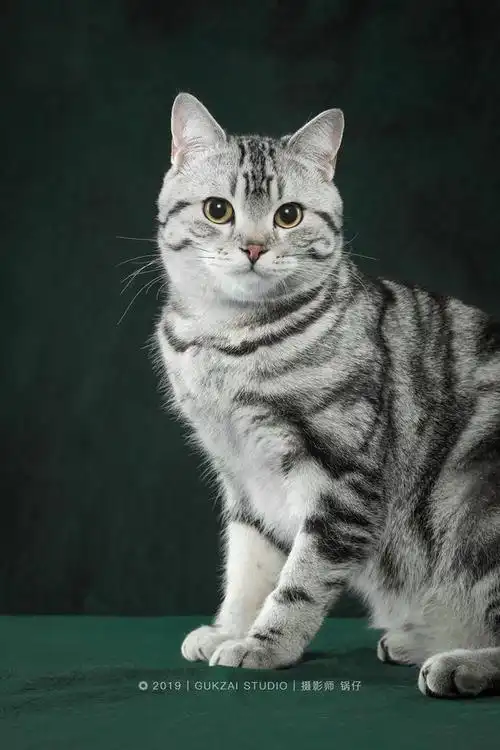 爱拍猫的锅仔创作的《皮蛋写真集》