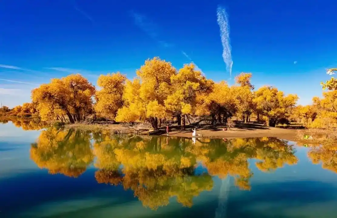 中国必去的五十个景点之胡杨林 胡杨是沙漠唯一乔木树种.