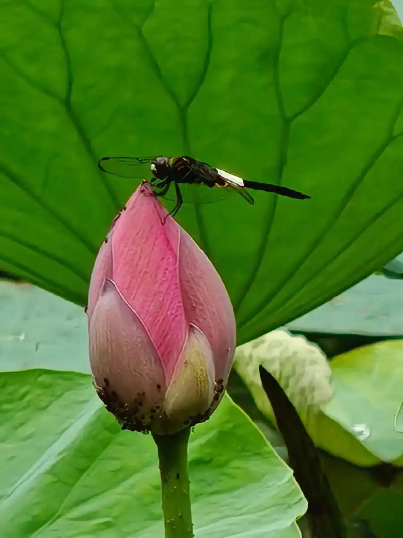 七律*蜻蜓与小荷之恋 一塘莲叶碧无穷 满眼荷花竟艳红 灿烂丛 - 抖音