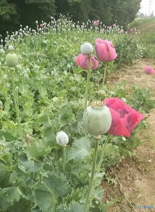 西太湖有人种罂粟遭查处!目测有几百株,其中有些被收割了