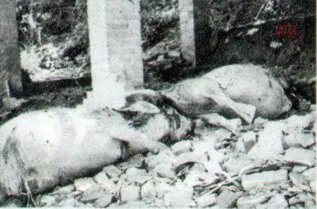 激战法卡山 对越自卫反击战珍藏照片集(组图一)