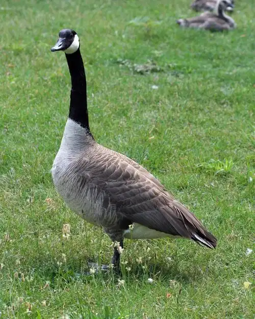 canada goose photos