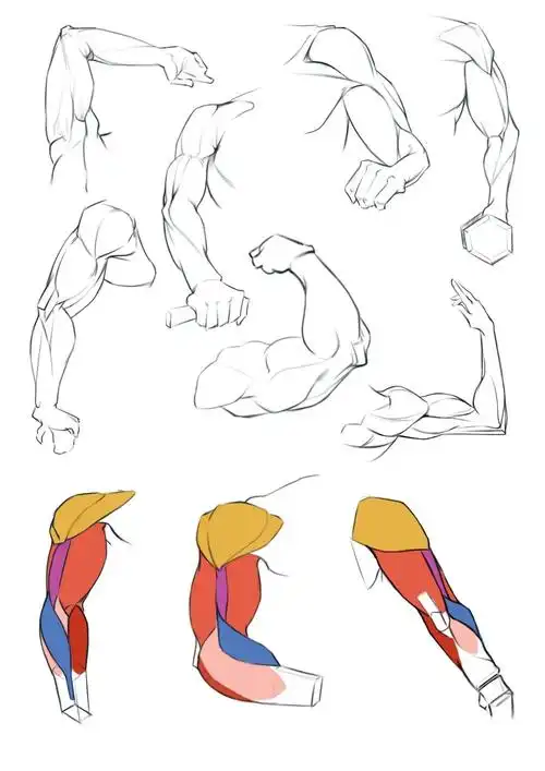 绘画打卡  #手臂  #肌肉结构