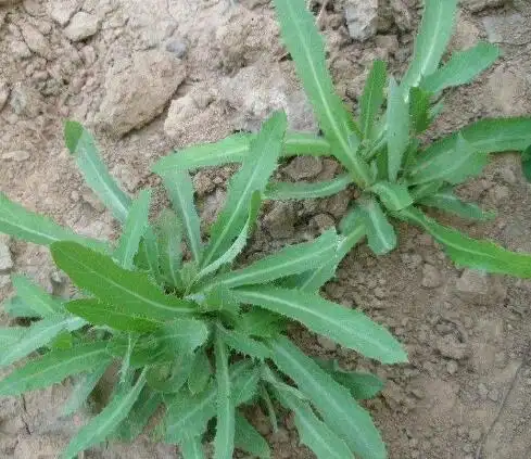 苦苦菜的功效和作用禁忌(了解苦菜的营养价值)