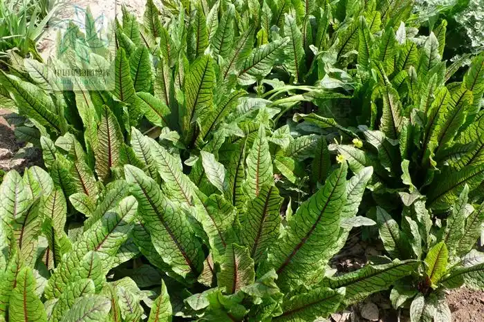rumex sanguineus 红脉酸模