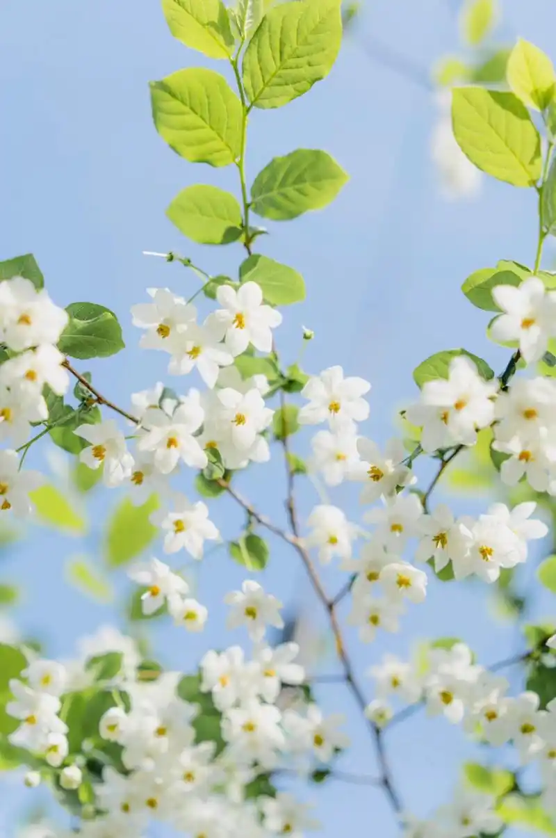 小清新壁纸|秤锤花开