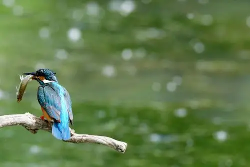 翠鸟捕食精彩瞬间