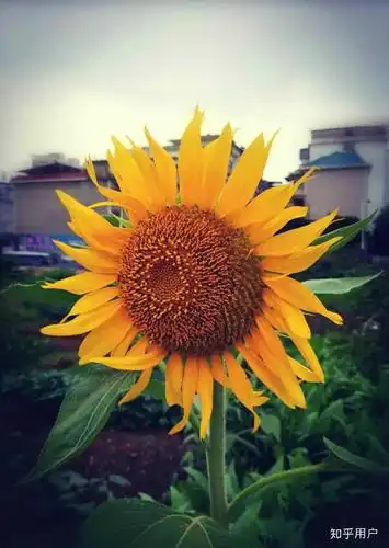 不知我和锤锤何时由异地变同地,满心欢喜的期待ing