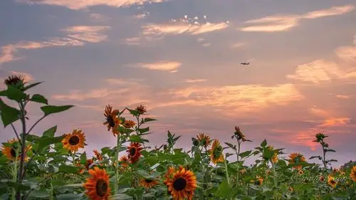 ins壁纸拥有自由 书 和阳光 人生哪有不快… - 堆糖,美图壁纸兴趣社区