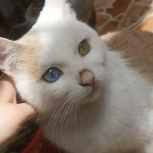 外婆家的小土猫为什么是蓝眼睛