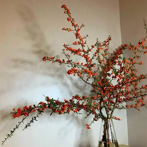 火棘果鲜花可做干花家庭办公插花云南产地批发真花婚庆装饰鲜切果