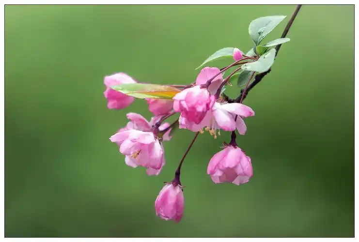 令人心醉的海棠花(精选30图)