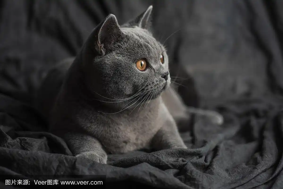 短毛猫,英国,可爱的,舒服,灰色