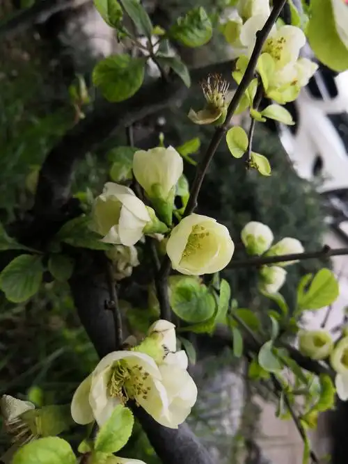 日本海棠绿宝石