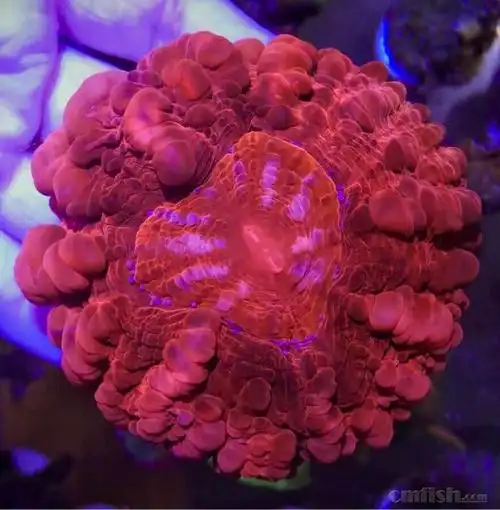 艳红气泡纽扣脑