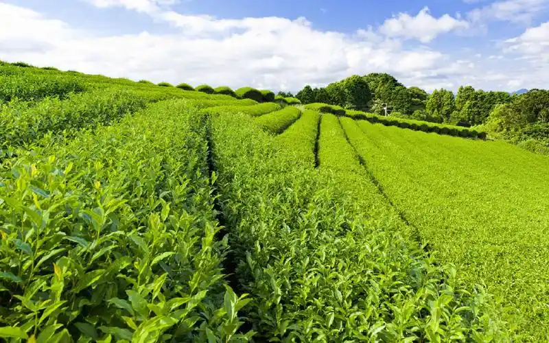 清新护眼绿色风景图片桌面壁纸,风景壁纸,绿色,唯美,护眼,高清,清新