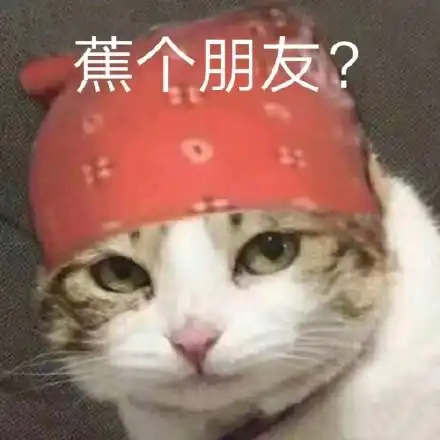 焦个朋友?(猫咪交个朋友)_焦个_猫咪_朋友_叫个_交个表情