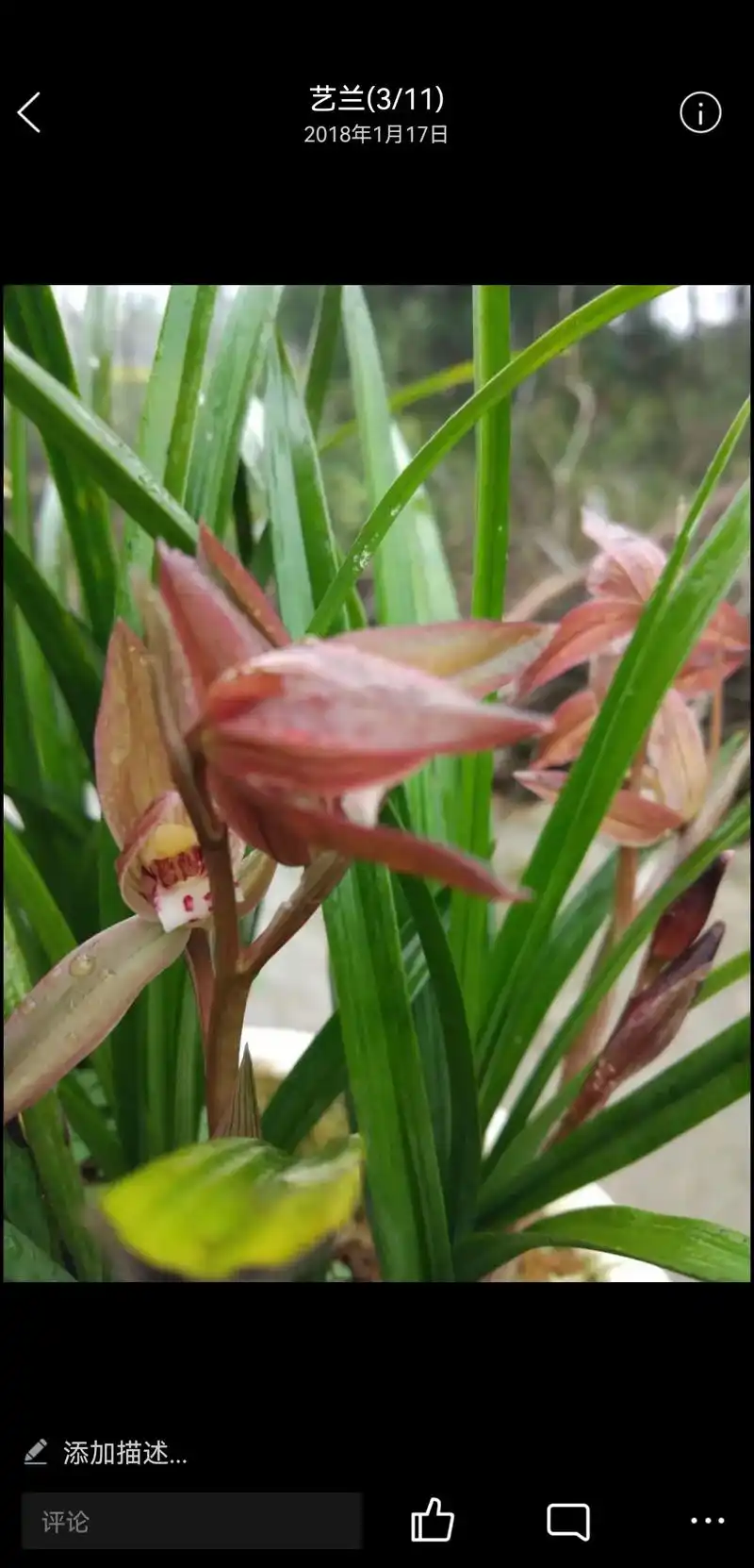 春天来了,自己栽培的各种兰花争相开放,虽算不上名贵,但也赏心 - 抖音