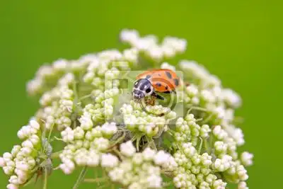 特写多异瓢虫图片