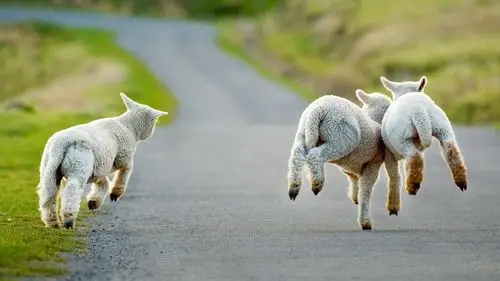 基督城,新西兰,路,羊奔跑 壁纸 - 1600x900