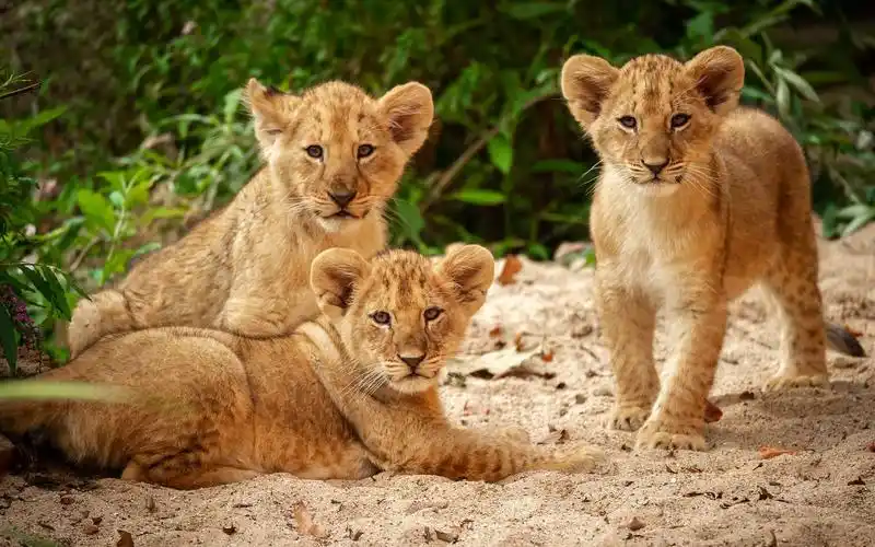 比利时安特卫普动物园新出生的三只小狮子!