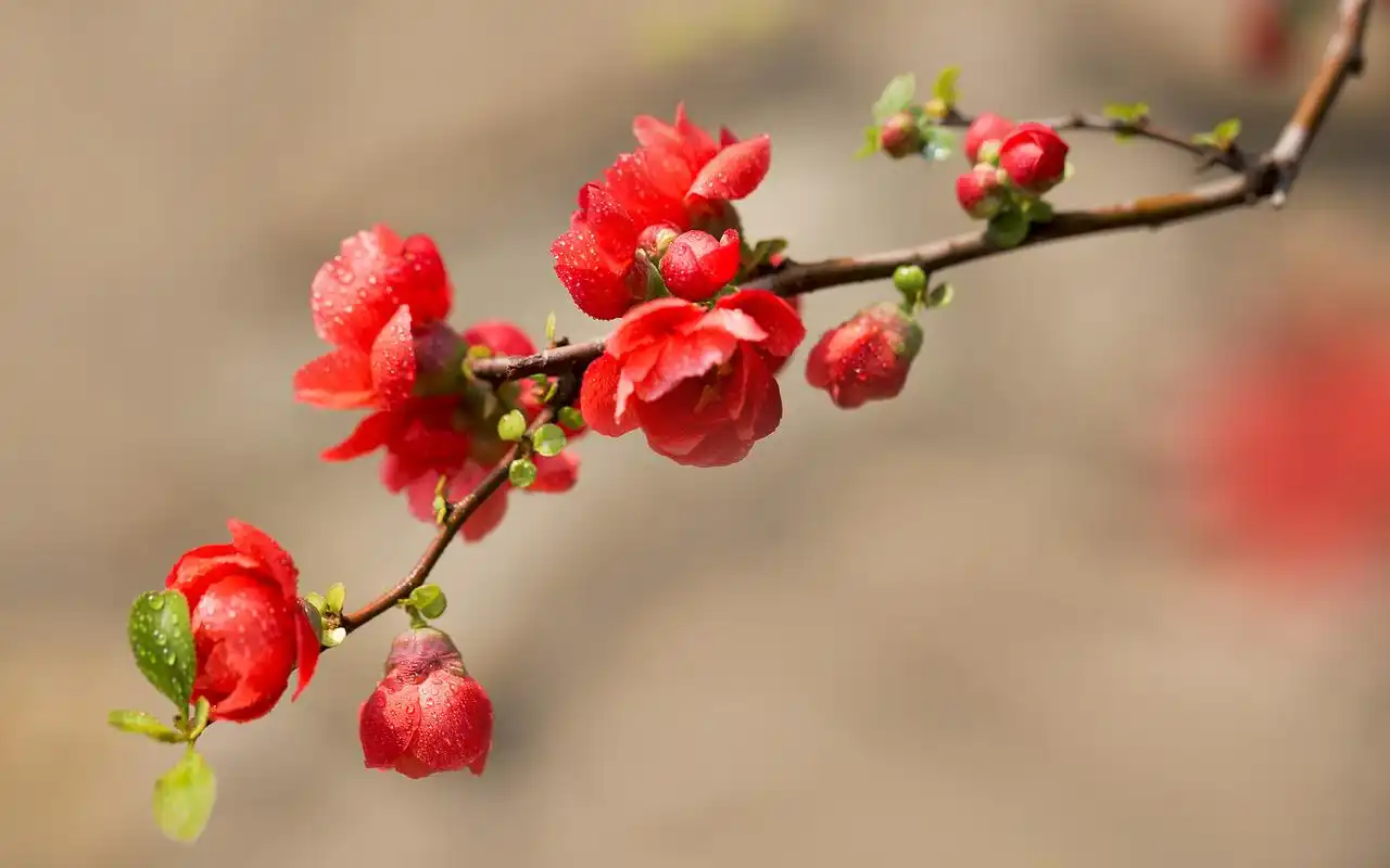 唯美娇艳海棠花图片电脑壁纸高清大图预览1920x1200_植物壁纸下载_美