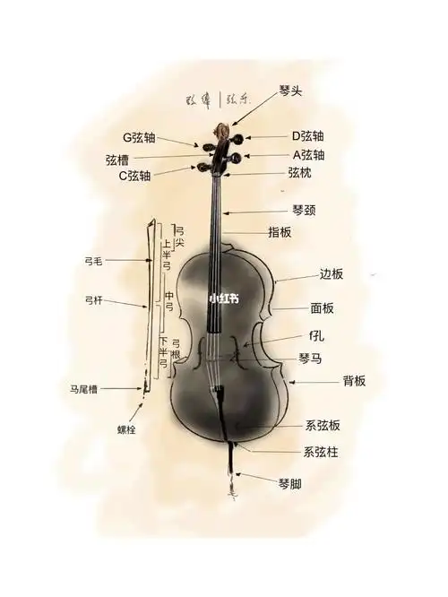 关于大提琴的构造