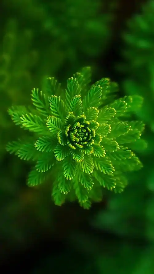 来一波"舒适养眼"的绿色养眼的壁纸,让你放松下吧～,绿色养眼的壁纸