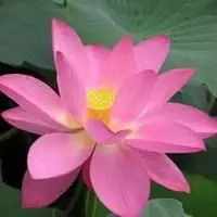 佛弟子微信莲花头像点击鼠标右键下载