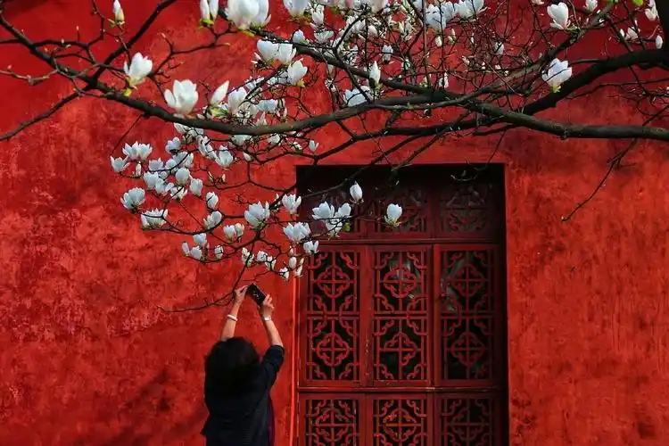 红色系红墙红窗白花古风