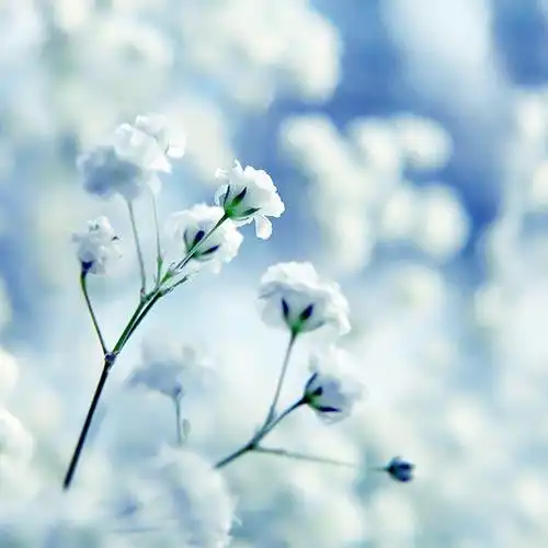 唯美小清新森系花朵伤感唯美图片