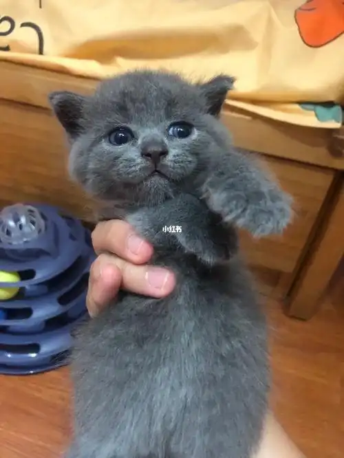 深圳自家养的英短蓝白蓝猫找新家领养