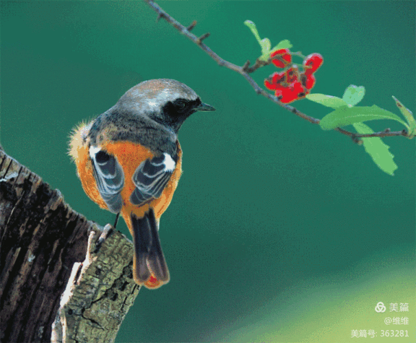 写美篇最珍贵的花鸟图送给你 愿你每一天都充满阳光
