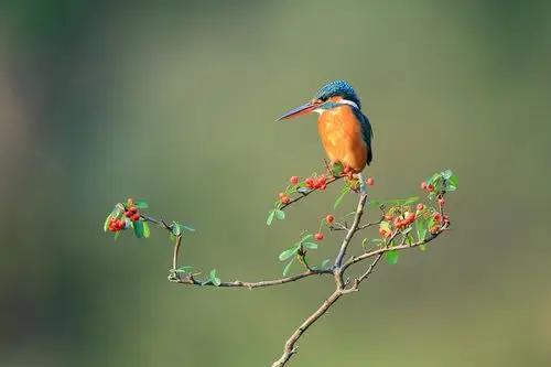 标题:小翠——红果翠鸟