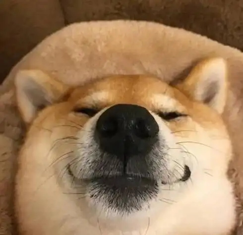 动漫搞笑搞笑图片逗比沙雕男二狗子情侣头像搞笑狗子的情侣