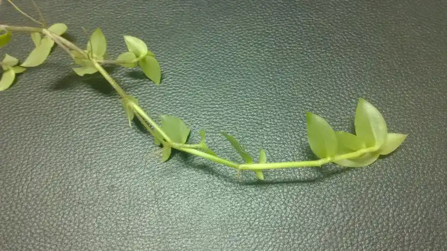 俗名叫"救命草"问大家学名是什么?据说有治疗糖尿病的功效.