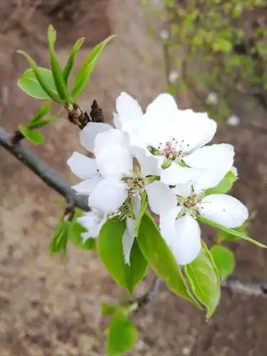 春天景色美摄制秦广文