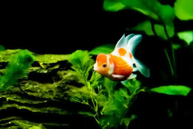 灵动小金鱼宽屏壁纸_简单的小金鱼