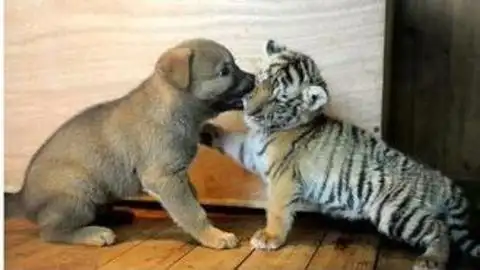 男狗94年和女虎98年婚配吗女属虎和男属狗是否相配