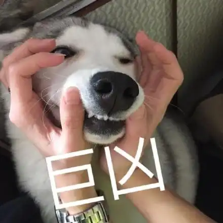 早要来份绿豆汤吗熊猫头早餐表情包系列