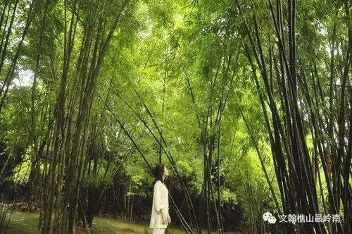 云海莲台上,在观音像下祈祷,品尝清新脱俗的素菜;天湖公园里,平静的