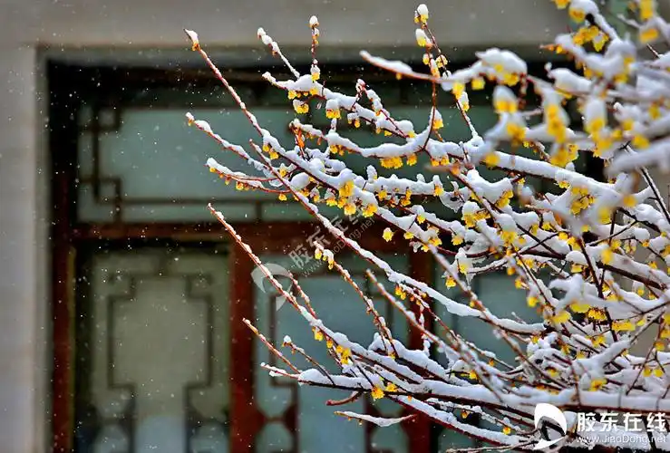 高清组图:梅花傲雪