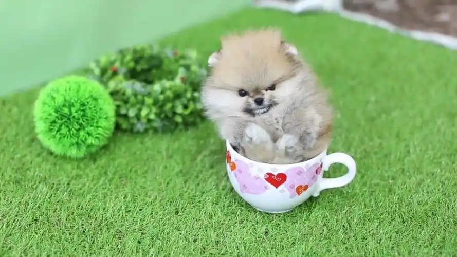 5种超可爱的茶杯犬,出门直接放进口袋里就行!