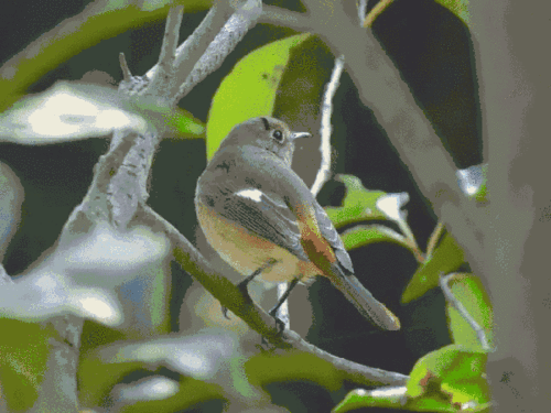 华科博士生用镜头奏出百鸟朝凤,24岁逛过全国220个县市