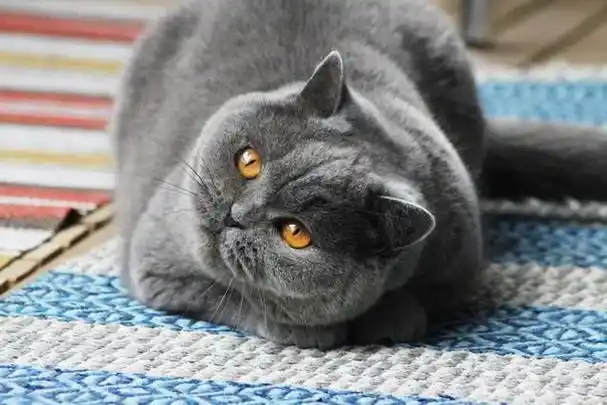 土肥圆担当——英国短毛猫:别想让我减肥!