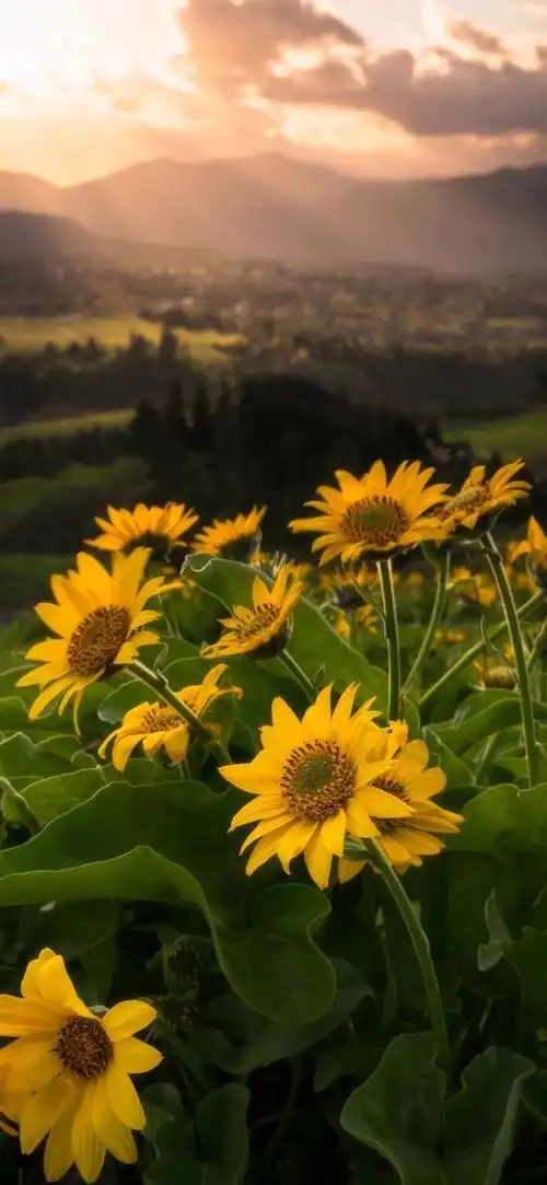 抖音最火壁纸图片-抖音最火壁纸背景高清合集2020-燕鹿手游网