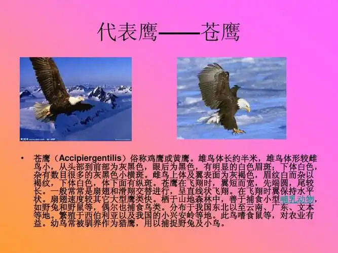鹰ppt