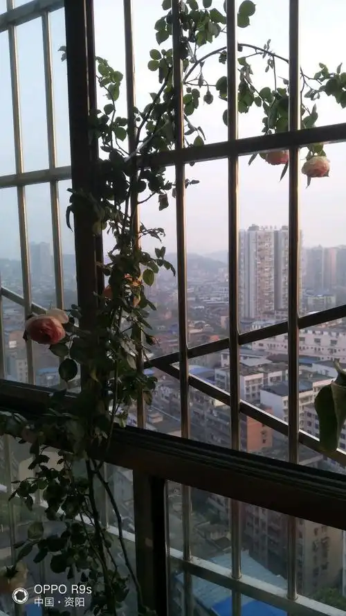 清晨推开窗揉揉的一缕阳光照射在脸颊闭上眼呼吸着花的清香