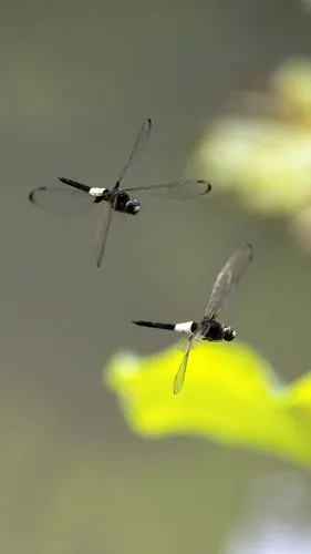 蜻蜓飞舞——摄于2020.06.26
